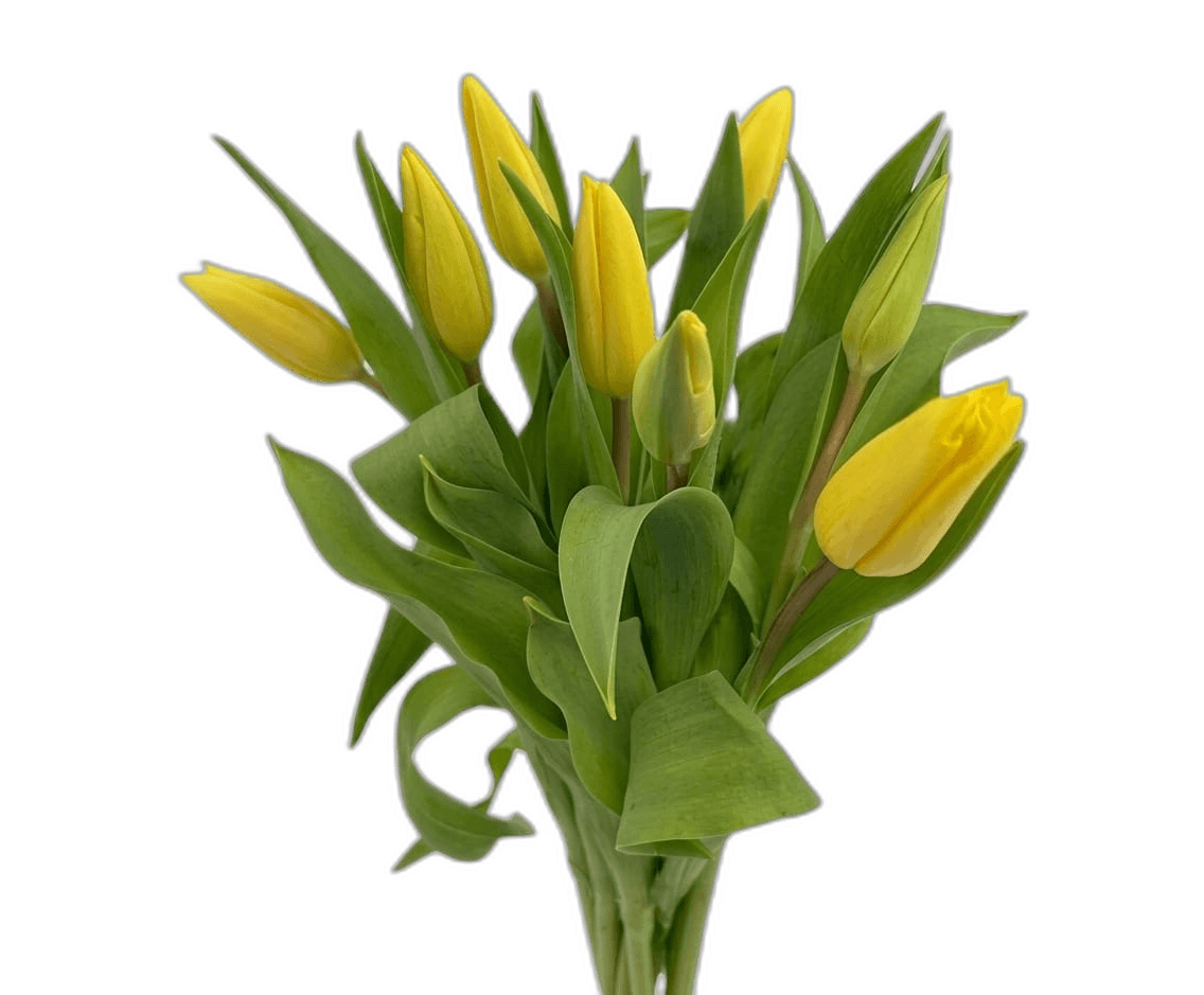 FRESH BOUQUETS